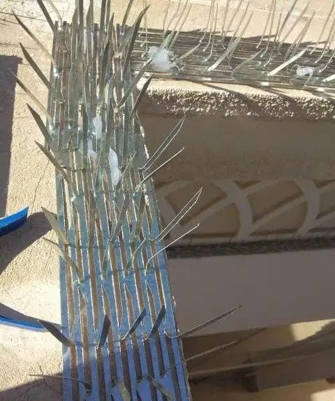 شبك الحمام للنوافذ