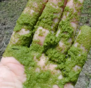 كيفية التخلص من الطحالب الخضراء في خزان الماء؟