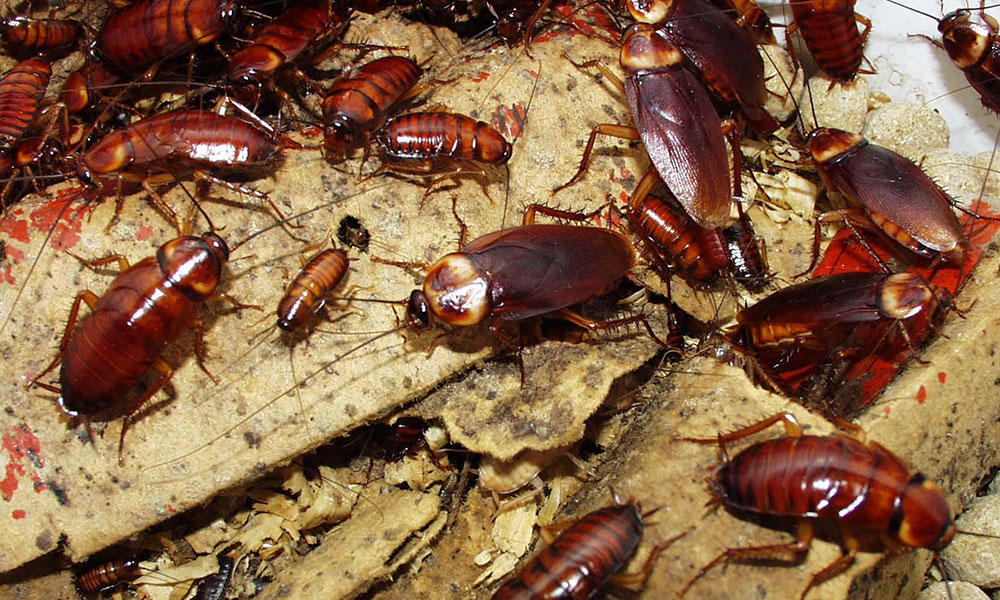 شركة مكافحة حشرات بالرياض – تخلص من الصراصير والنمل نهائيًا