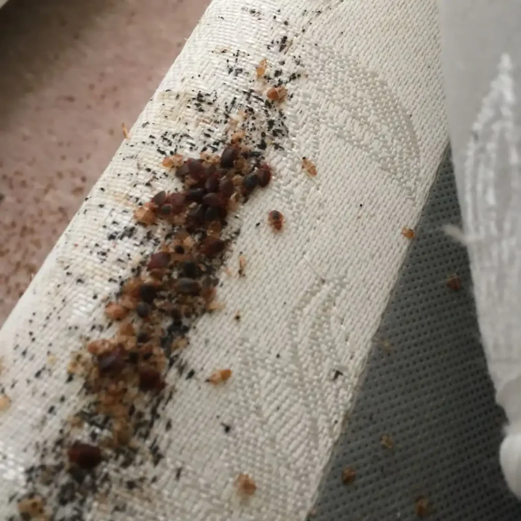 مكافحة النمل الابيض 