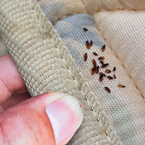 مكافحة النمل الابيض 