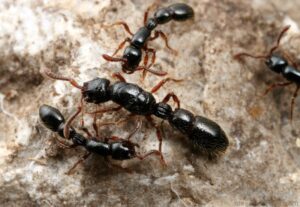 مكافحة النمل الاسود