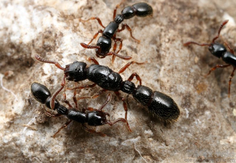 مكافحة النمل الاسود